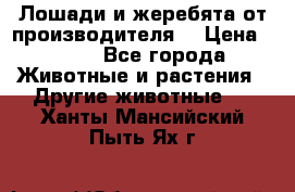 Лошади и жеребята от производителя. › Цена ­ 120 - Все города Животные и растения » Другие животные   . Ханты-Мансийский,Пыть-Ях г.